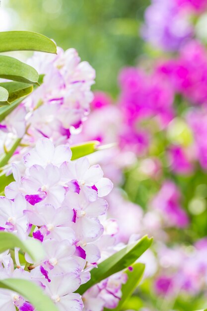 Fondo abstracto de orquídeas moradas, Rhynchostylis coelestis.