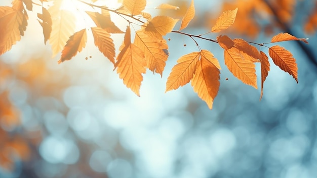 fondo abstracto de otoño rama de olmo con hojas amarillas en un fondo con un espacio de copia cielo de octubre