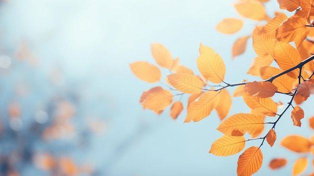 Foto fondo abstracto de otoño rama de olmo con hojas amarillas en un fondo con un espacio de copia cielo de octubre