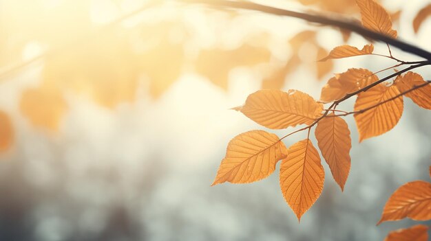 Foto fondo abstracto de otoño rama de olmo con hojas amarillas en un fondo con un espacio de copia cielo de octubre