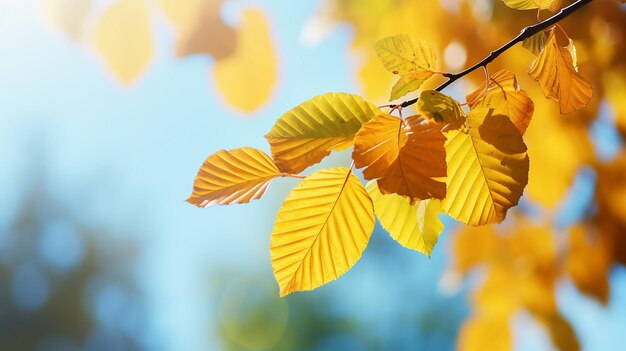 fondo abstracto de otoño rama de olmo con hojas amarillas en un fondo con un espacio de copia cielo de octubre