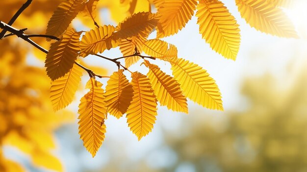 fondo abstracto de otoño rama de olmo con hojas amarillas en un fondo con un espacio de copia cielo de octubre