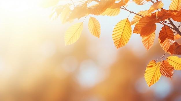 Foto fondo abstracto de otoño rama de olmo con hojas amarillas en un fondo con un espacio de copia cielo de octubre