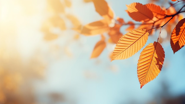 Foto fondo abstracto de otoño rama de olmo con hojas amarillas en un fondo con un espacio de copia cielo de octubre