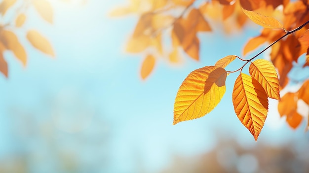 fondo abstracto de otoño rama de olmo con hojas amarillas en un fondo con un espacio de copia cielo de octubre