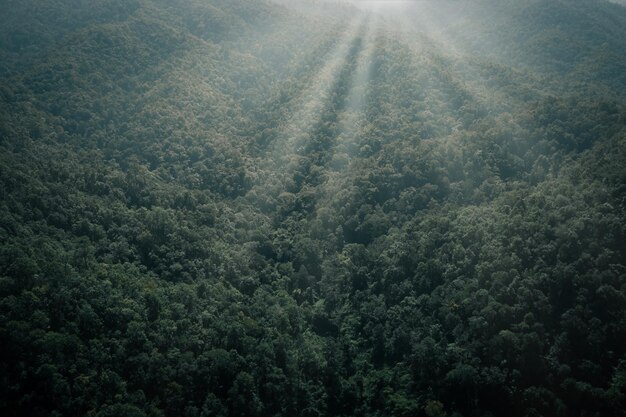 Fondo abstracto para papel tapiz valle de montaña bosque verde en los inviernos y proceso de luz de rayos vista aérea