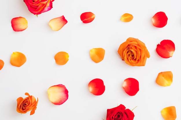 Fondo abstracto de patrón floral Lay Flat de coloridos capullos de rosas rojas y naranjas y pétalos dispuestos sobre una superficie blanca