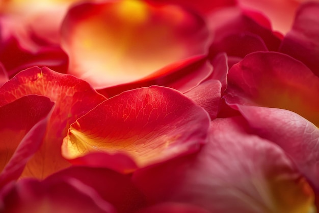 Fondo abstracto con pétalos de flor de rosa roja telón de fondo macro floral ondulado