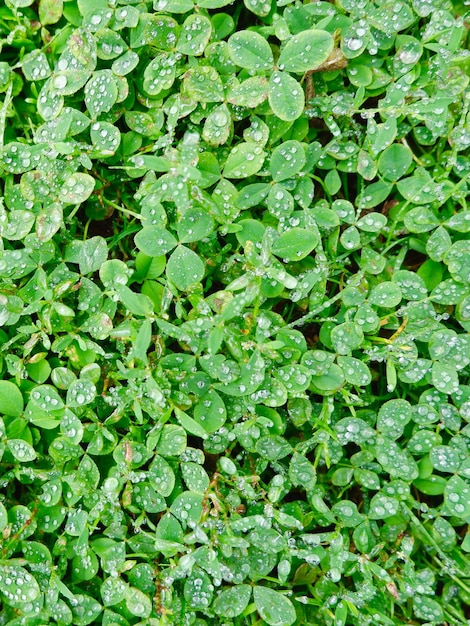 Fondo abstracto con rocío de trébol salvaje Follaje verde vivo Cambio de estaciones Foto vertical