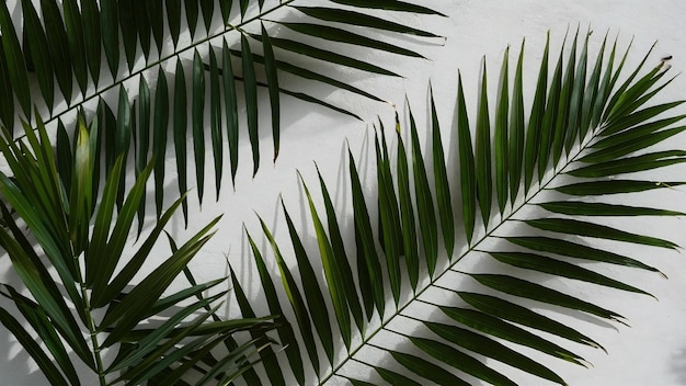 El fondo abstracto de las sombras de las hojas de palma en una pared blanca