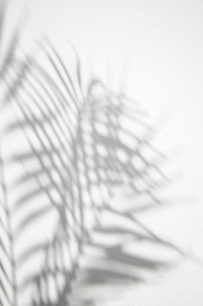 Foto fondo abstracto de sombras de hojas de palma sobre un fondo blanco