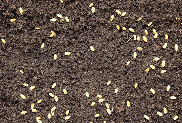 Fondo abstracto Superficie de tierra fértil negra para la agricultura con granos sembrados de trigo