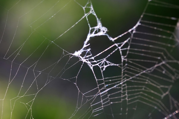 Fondo abstracto de tela de araña