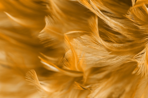 Fondo abstracto de la textura de la pluma del pollo, foco suave