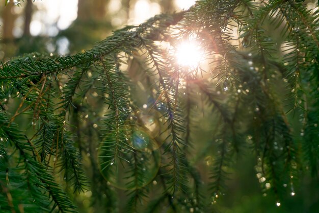 Fondo abstracto verde soleado borroso - gotas desenfocadas en las ramas de los árboles después de la lluvia en la luz del sol