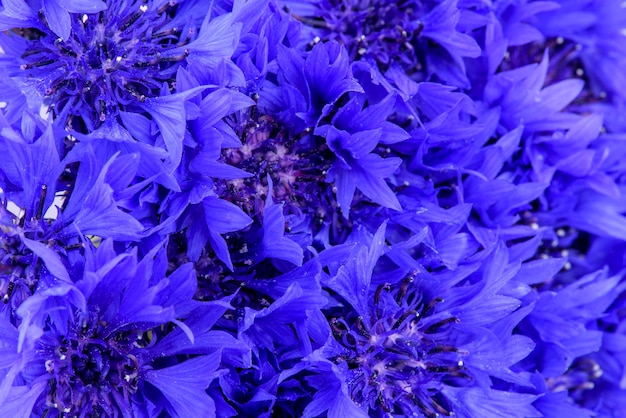 Fondo de acianos. primer plano de flores azules.
