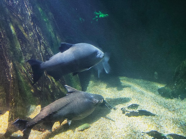 fondo de acuario peces y medusas