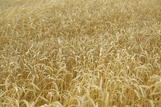 Fondo agrícola. Espiguillas doradas maduras de trigo en el campo