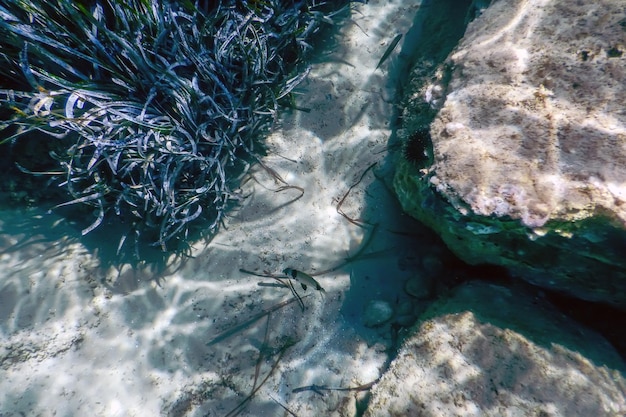 Foto fondo bajo el agua con algas marinas