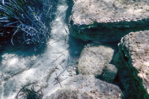 Fondo bajo el agua con algas marinas