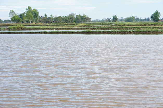 El fondo de agua gris inundó los campos de arroz.