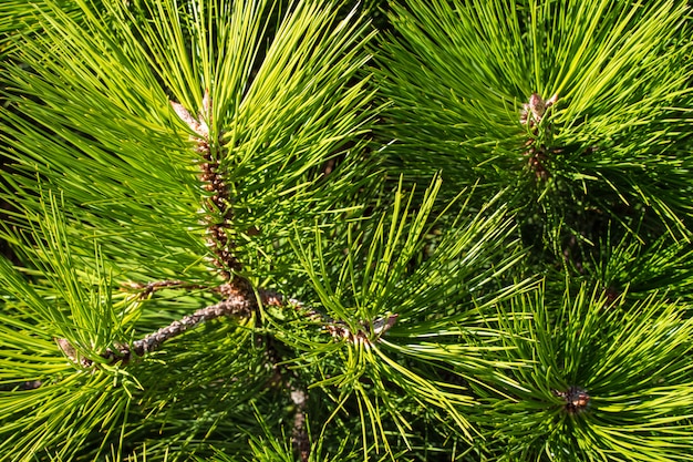 Fondo con agujas de pino verde.