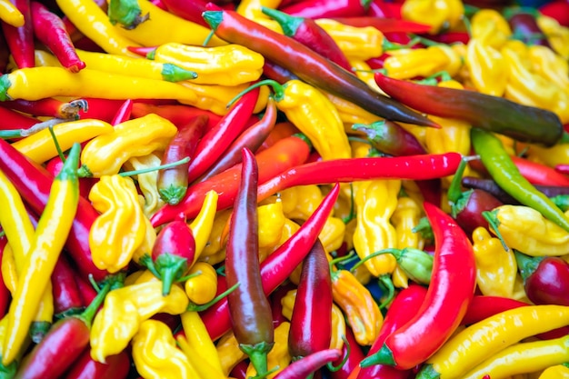 Fondo de ají Los pimientos frescos picantes multicolores están listos para usar Fondo de pimiento de cosecha fresca