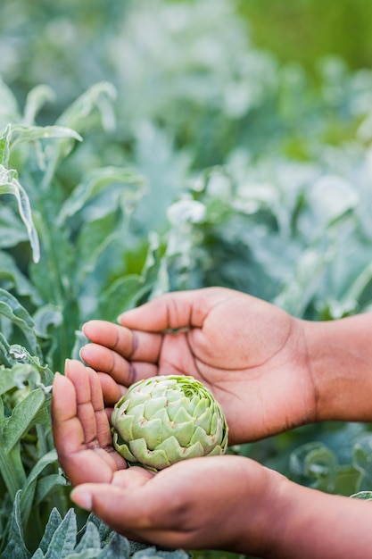 Fondo de alcachofa comida vegetariana primer plano con mano latina Planta vegetal comida orgánica vegana