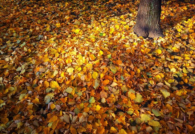 Fondo de alfombra de hojas de otoño naranja