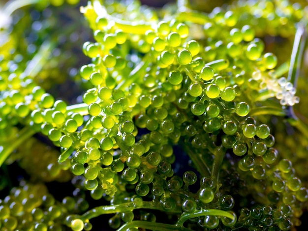 Foto fondo de algas marinas verdes.
