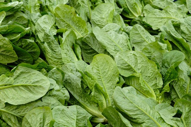 Fondo de alimentos saludables hojas de lechuga verde.
