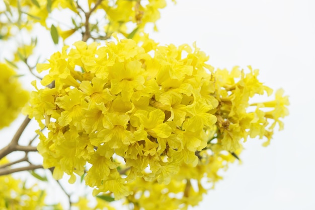 Fondo amarillo de la flor del árbol de trompeta de oro, chrysotricha de Tabebuia.