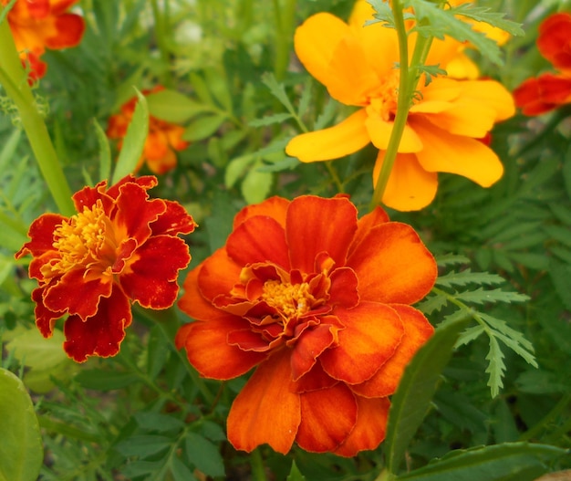 fondo, amarillo, naranja, rojo, flores, caléndulas, hermoso, lujoso, soleado, brillante