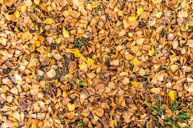 Fondo amarillo natural de hojas caídas de otoño con follaje texturizado de espacio de copia