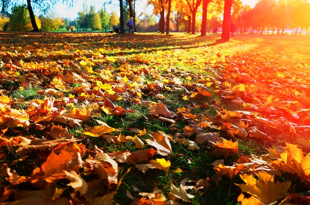 Fondo amarillo del paisaje del césped del parque del otoño