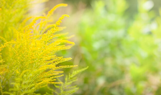 Foto fondo amarillo-verde borroso con ambrosía floreciente