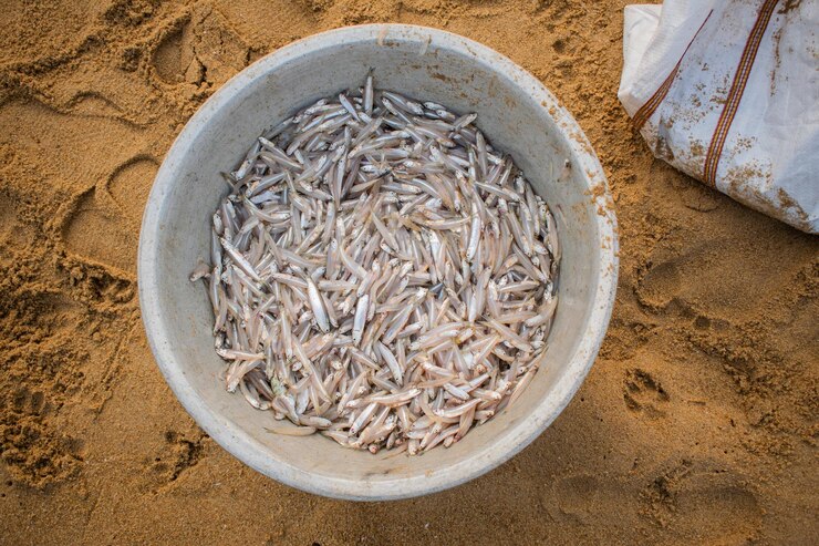 Fondo de anchoa de pescado en la tienda del mercado de pescadores Montón de pequeños peces pequeños para la venta