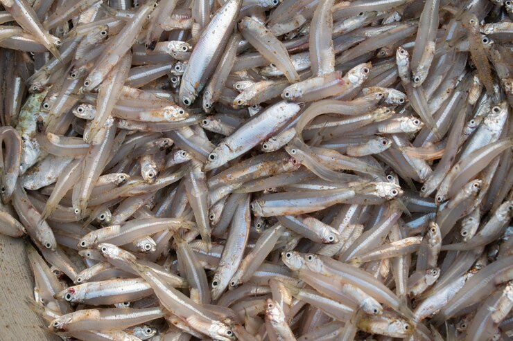 Fondo de anchoa de pescado en la tienda del mercado de pescadores Montón de pequeños peces pequeños para la venta