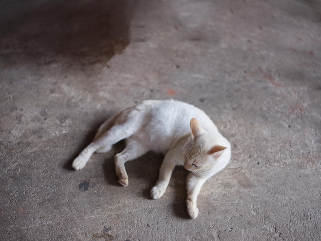 FONDO ANIMAL gato blanco en el suelo y lame las patas