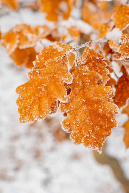 Fondo de año nuevo con ramas de abeto blanco Concepto de celebración de vacaciones de Navidad Navidad o wi