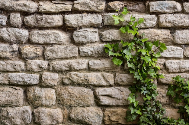 Fondo Antiguo Muro Piedra Hiedra