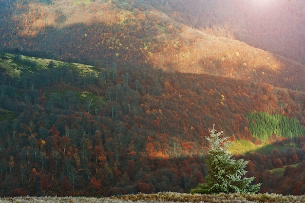 Fondo de árbol de año nuevo de escarcha hermoso paisaje del bosque de otoño en la luz del sol en las montañas.