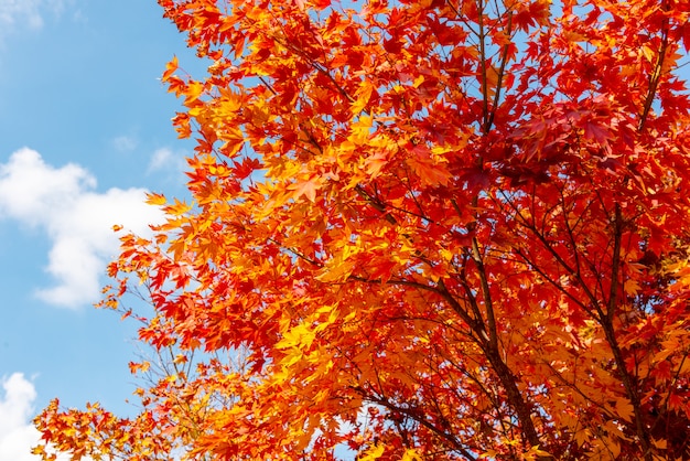 Fondo de árbol de arce otoñal