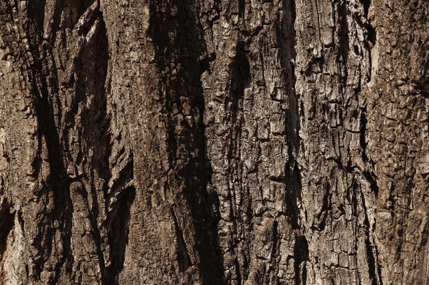 Fondo de árbol de corteza