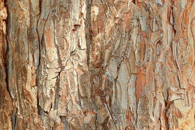 Fondo de árbol de corteza