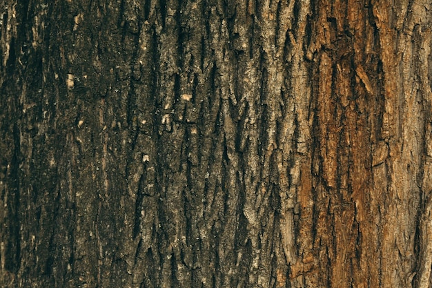 Fondo de árbol de corteza