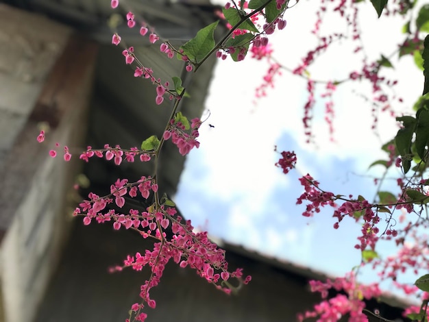 fondo de árbol de flor de primavera con hermosas flores rosadas enfoque selectivo para cartel de volante