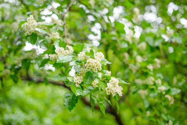 Fondo de árbol floreciente