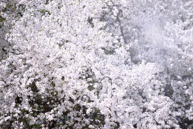 Fondo de árbol florecienteCiruela floreciente