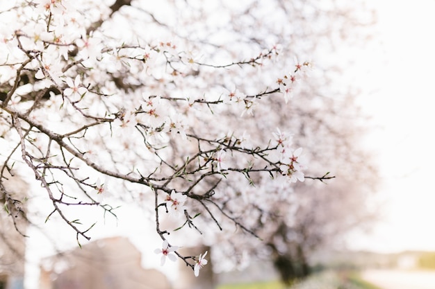 Fondo del árbol de flores de almendro. Cerezo con flores tiernas. Increíble comienzo de la primavera. Enfoque selectivo. Concepto de flores